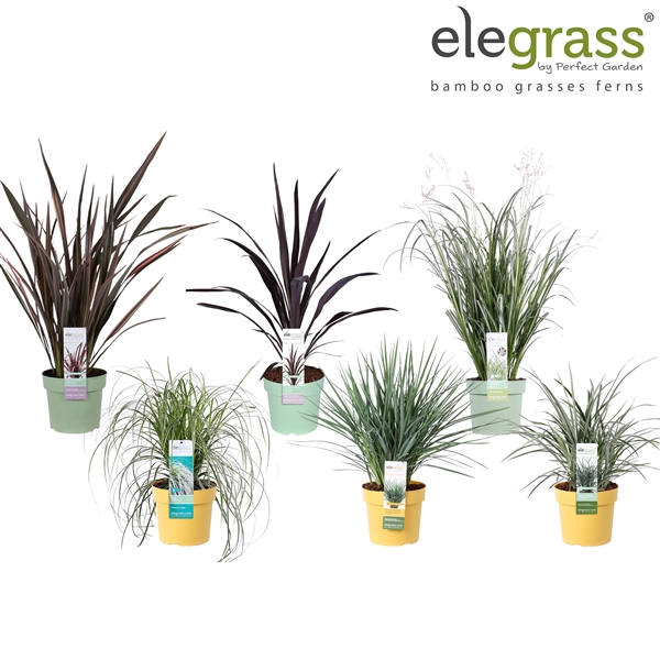 <h4>Grassen mix tray - Elegrass Super-Easy-Care P19</h4>