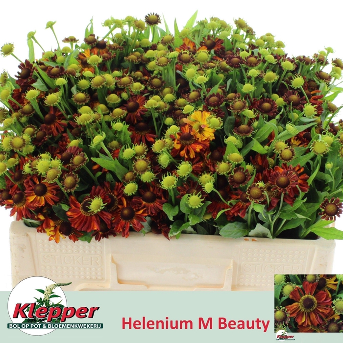 <h4>HELEN AUTUMN FIRE</h4>