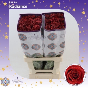 Rosa gr Colored Radiance