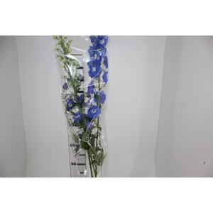 DELPHINIUM 090 CM AZUL