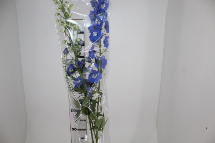 <h4>DELPHINIUM 090 CM AZUL</h4>