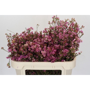 Chamelaucium Painted Lady