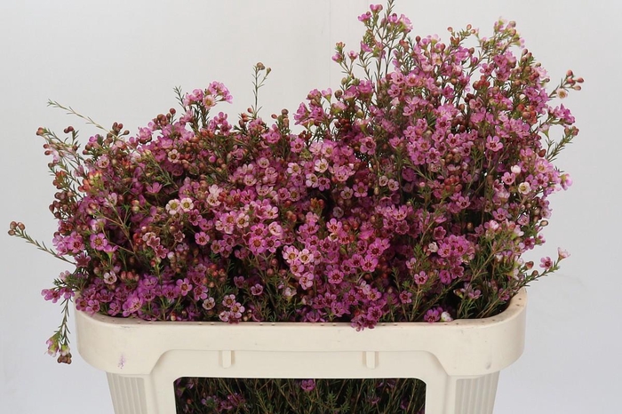 <h4>Chamelaucium Painted Lady</h4>