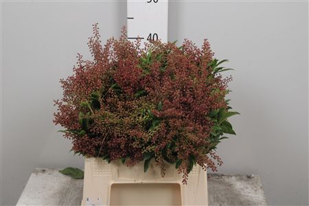 <h4>Pier Ja Purity Pb</h4>