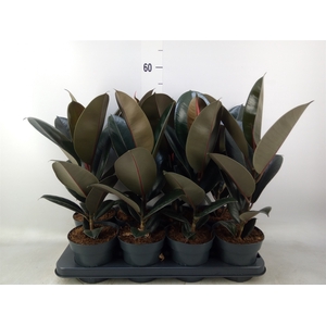 Ficus elastica 'Abidjan'