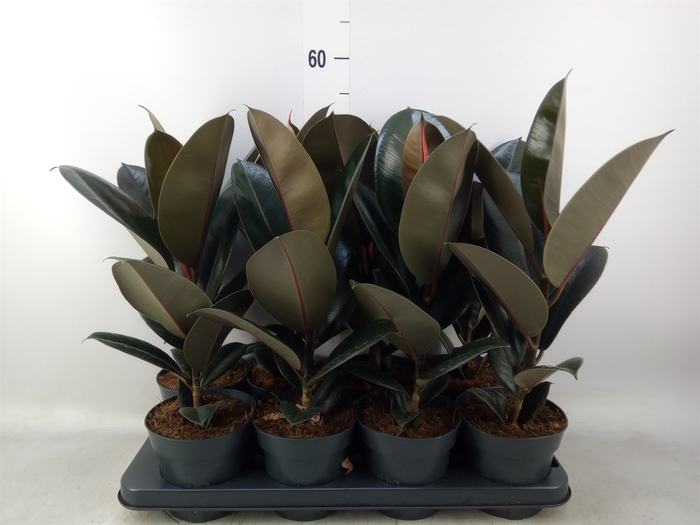 <h4>Ficus elastica 'Abidjan'</h4>