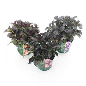 Hydrangea macr. Black Diamonds® MIX C5 (23cm.) Kn.