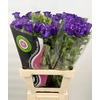 Campanula medium champion blue