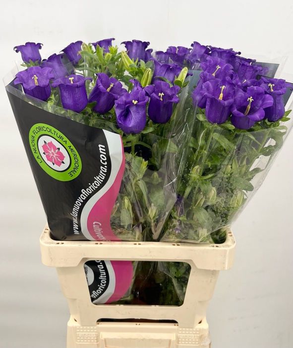 Campanula medium champion blue