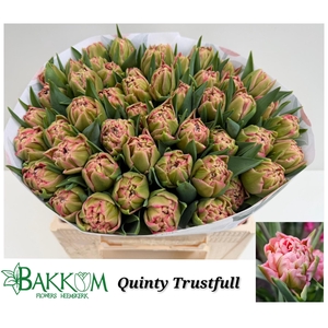 TU DU QUIN TRUSTFULL