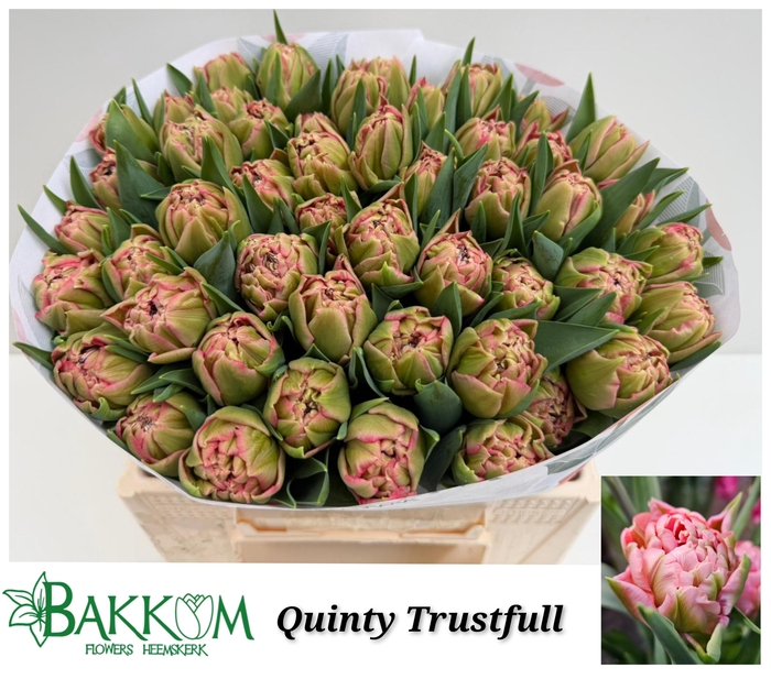 <h4>TU DU QUIN TRUSTFULL</h4>