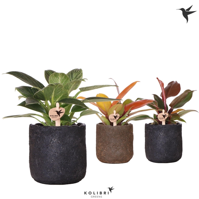 <h4>Kolibri Greens Philodendron mix in Moon pot mix</h4>