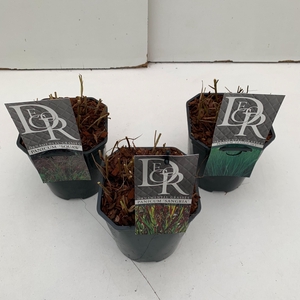 Panicum mix