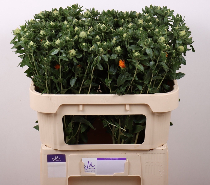 <h4>CARTH T ZANZIBAR</h4>