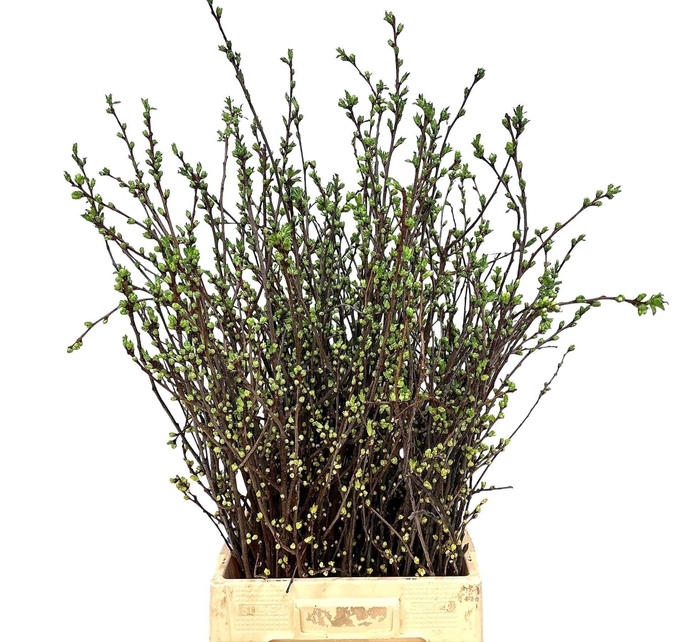 <h4>Kersenbloesem Per Bos</h4>