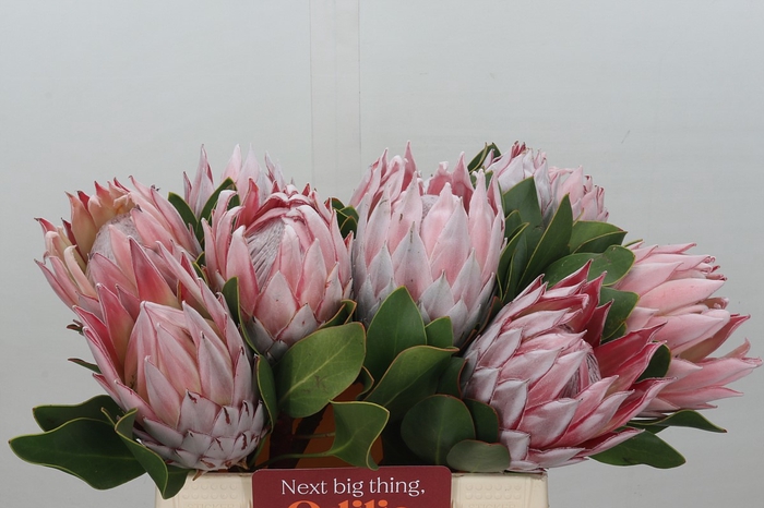 Protea Cynaroides