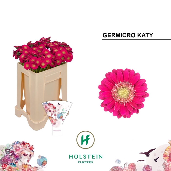 <h4>Nano Katy</h4>