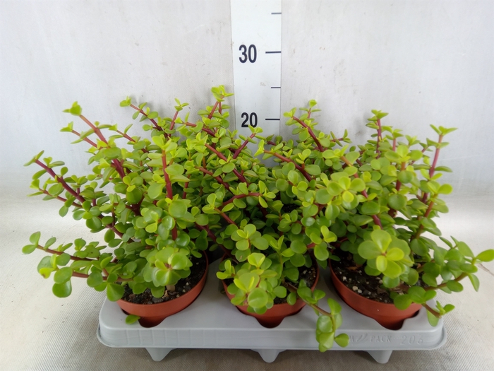 <h4>Portulacaria afra 'Variegata'</h4>