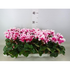 Cyclamen MD 'Premium Abanico'