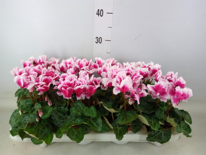 <h4>Cyclamen MD 'Premium Abanico'</h4>