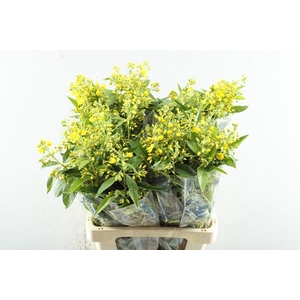 Lysimachia Vulgaris(geel) L 70