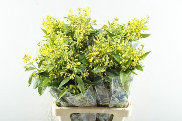 <h4>Lysimachia Vulgaris(geel) L 70</h4>