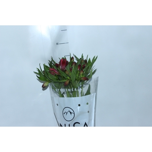 ALSTROEMERIA MARIAN 080 CM VERMELHO