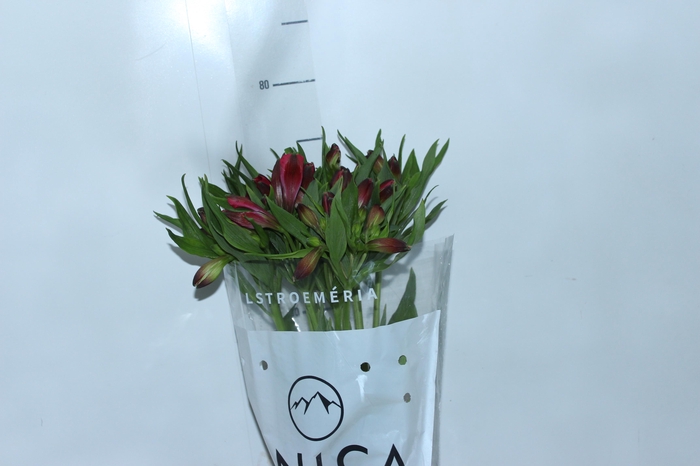 <h4>ALSTROEMERIA MARIAN 080 CM VERMELHO</h4>