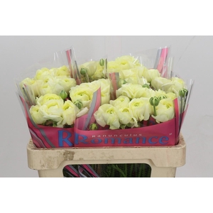 Ranunculus Romance Espalion