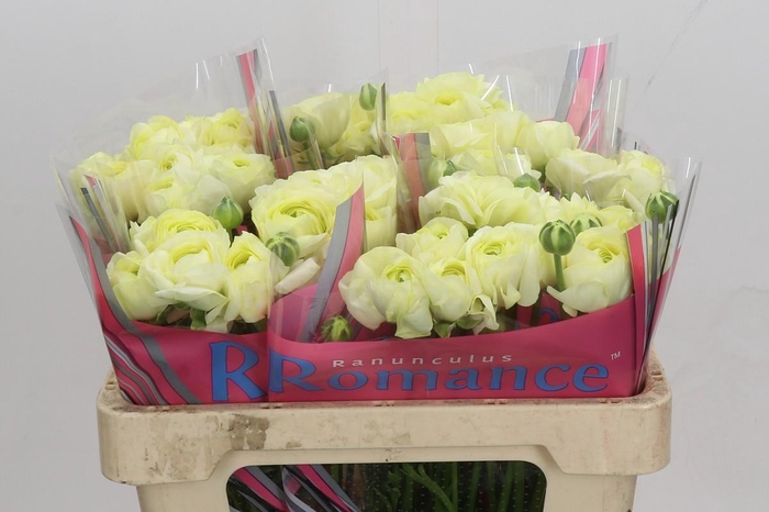 <h4>Ranunculus Romance Espalion</h4>