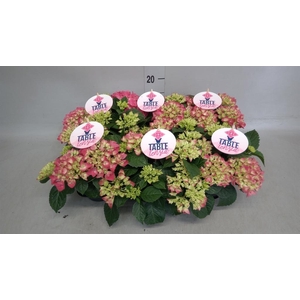 Hydrangea mac. 'Table-Tensia'