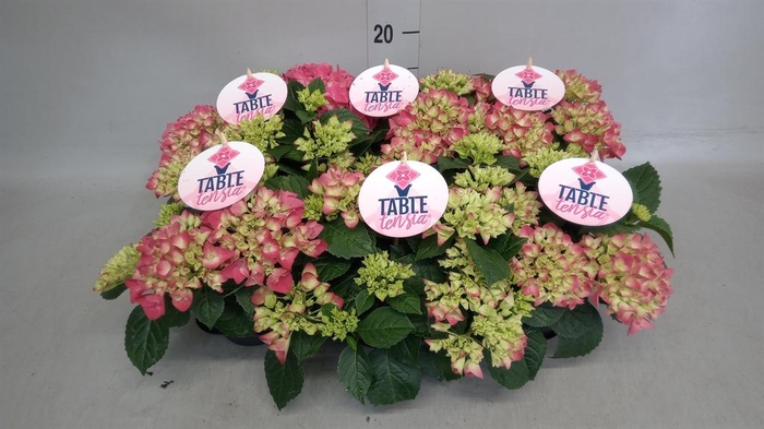 <h4>Hydrangea mac. 'Table-Tensia'</h4>