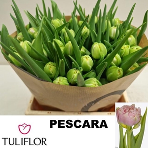 TU DU PESCARA