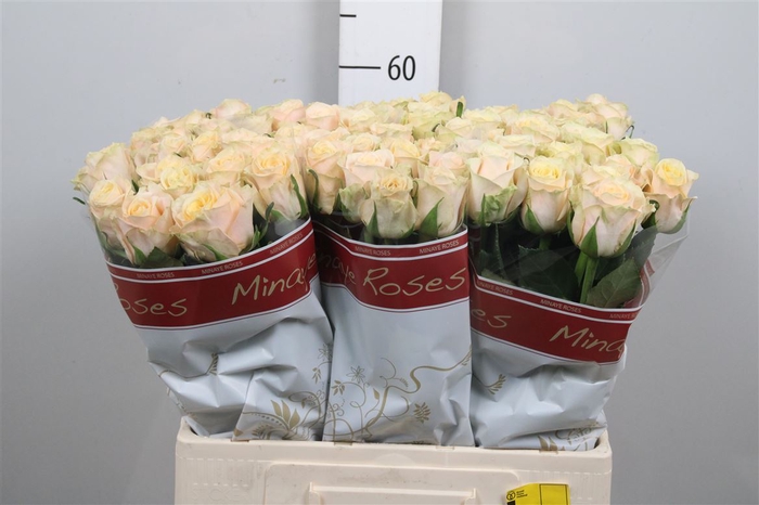 <h4>R Gr Top Fair!</h4>