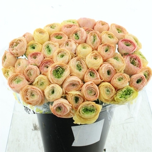 Ran Su Sr Pc 767 Bruce Peach Extra