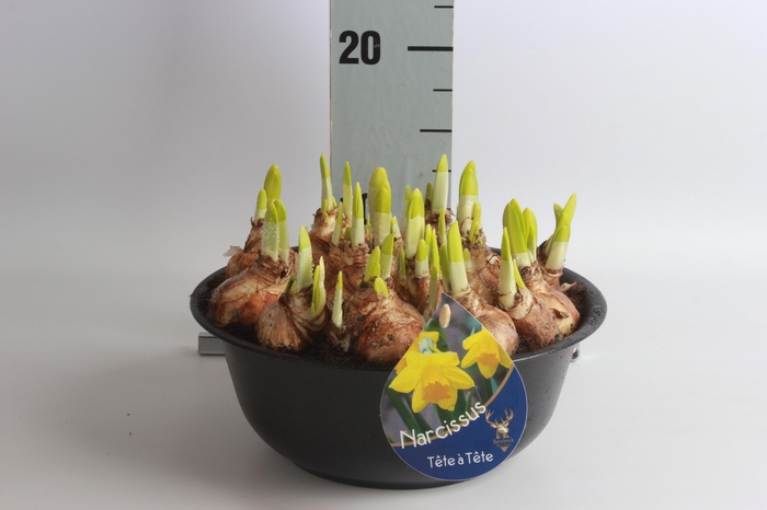 <h4>ARR NARCISSUS</h4>