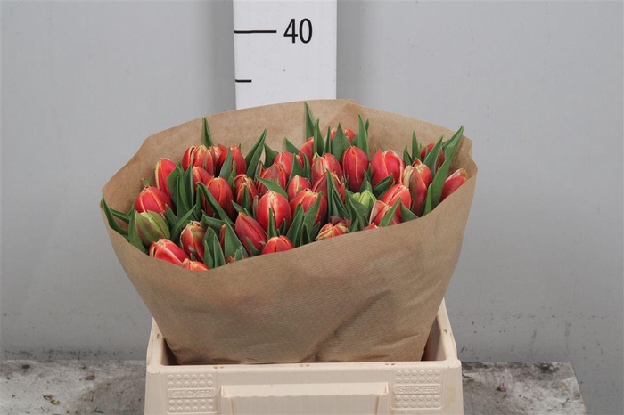 <h4>Tu Du Concorde</h4>