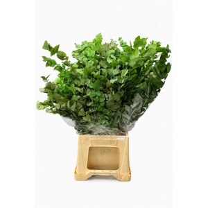 Pres Euca Stuartiana Green Bright Bunch