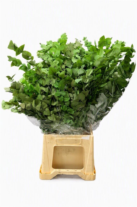 <h4>Pres Euca Stuartiana Green Bright Bunch</h4>
