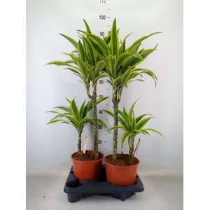 Dracaena fr de 'LemonLime'