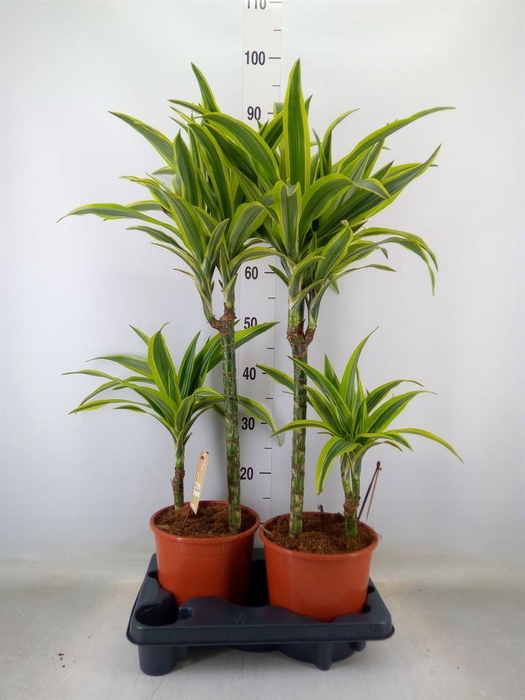 <h4>Dracaena fr de 'LemonLime'</h4>