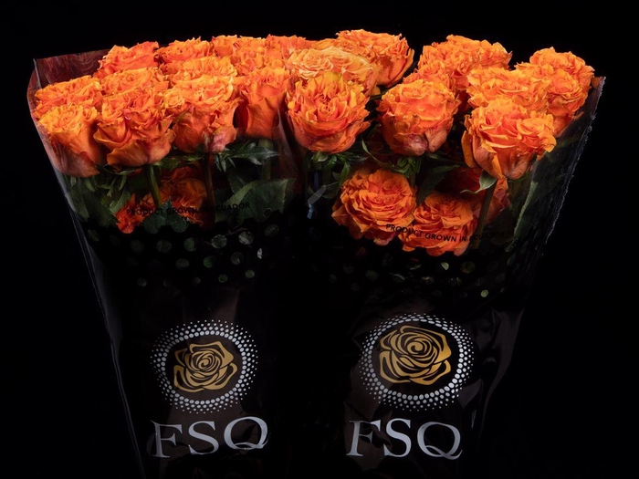 <h4>R GR Wild City</h4>