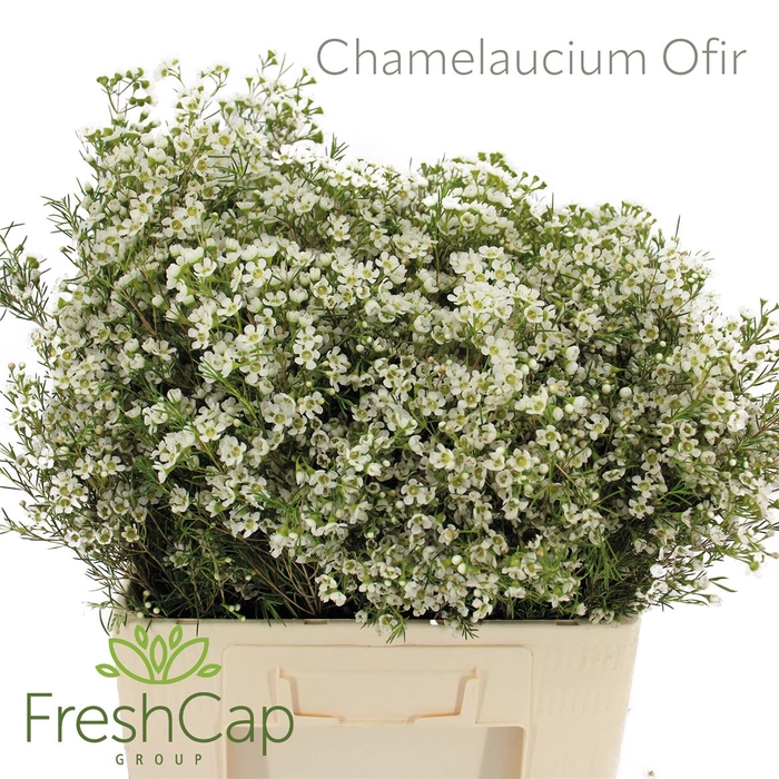 <h4>Chamelaucium Ofir</h4>