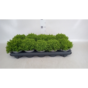 Hebe  'Emerald Gem'