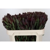 Leucadendron Saf Sunset Dark Red