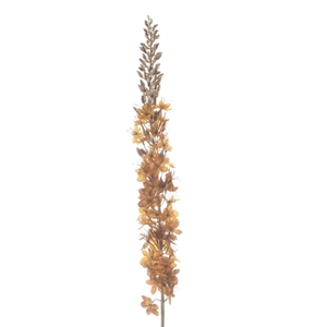 Af Eremurus L109cm Ochre