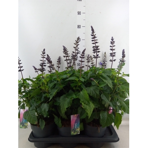 Salvia  'Salgoon Lake Blueberry'