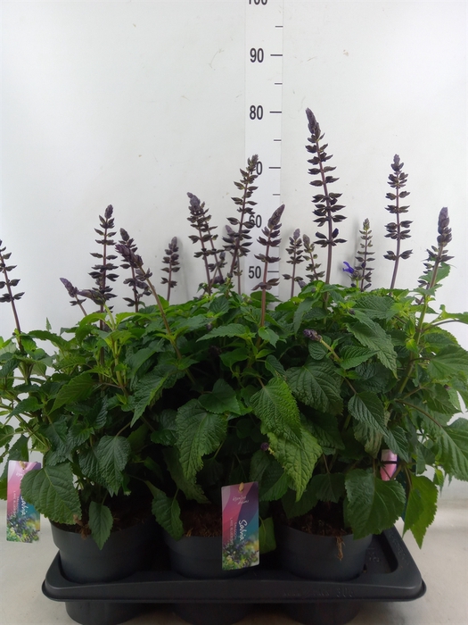 <h4>Salvia  'Salgoon Lake Blueberry'</h4>