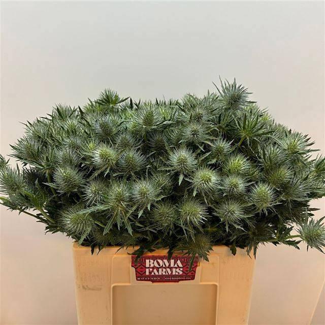 <h4>ERYN MAG ANITA</h4>