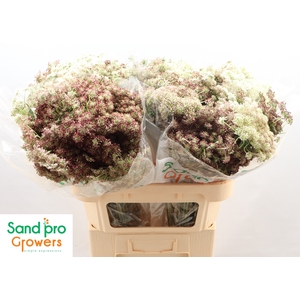 DAUCUS CAROTA DARA